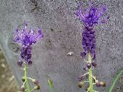 Muscari cumosum or Tassel Hyacinth